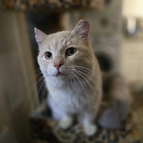 Enlarge Antonio, a Adoptable mixed breed in Knoxville, TN image 2/5