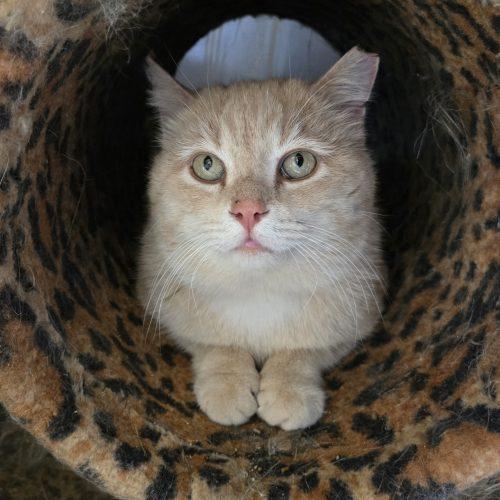 Enlarge Antonio, a Adoptable mixed breed in Knoxville, TN image 3/5