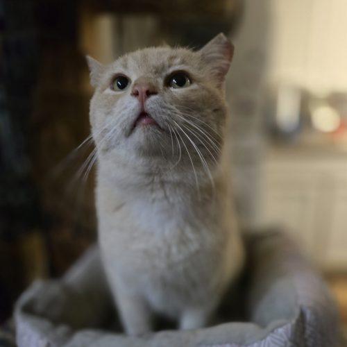 Enlarge Antonio, a Adoptable mixed breed in Knoxville, TN image 4/5