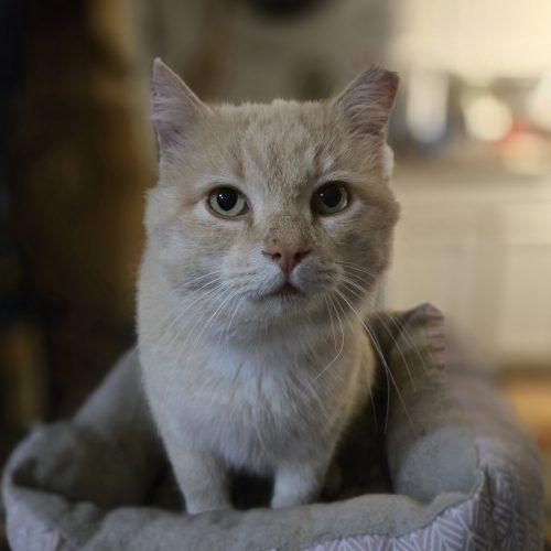 Enlarge Antonio, a Adoptable mixed breed in Knoxville, TN image 5/5