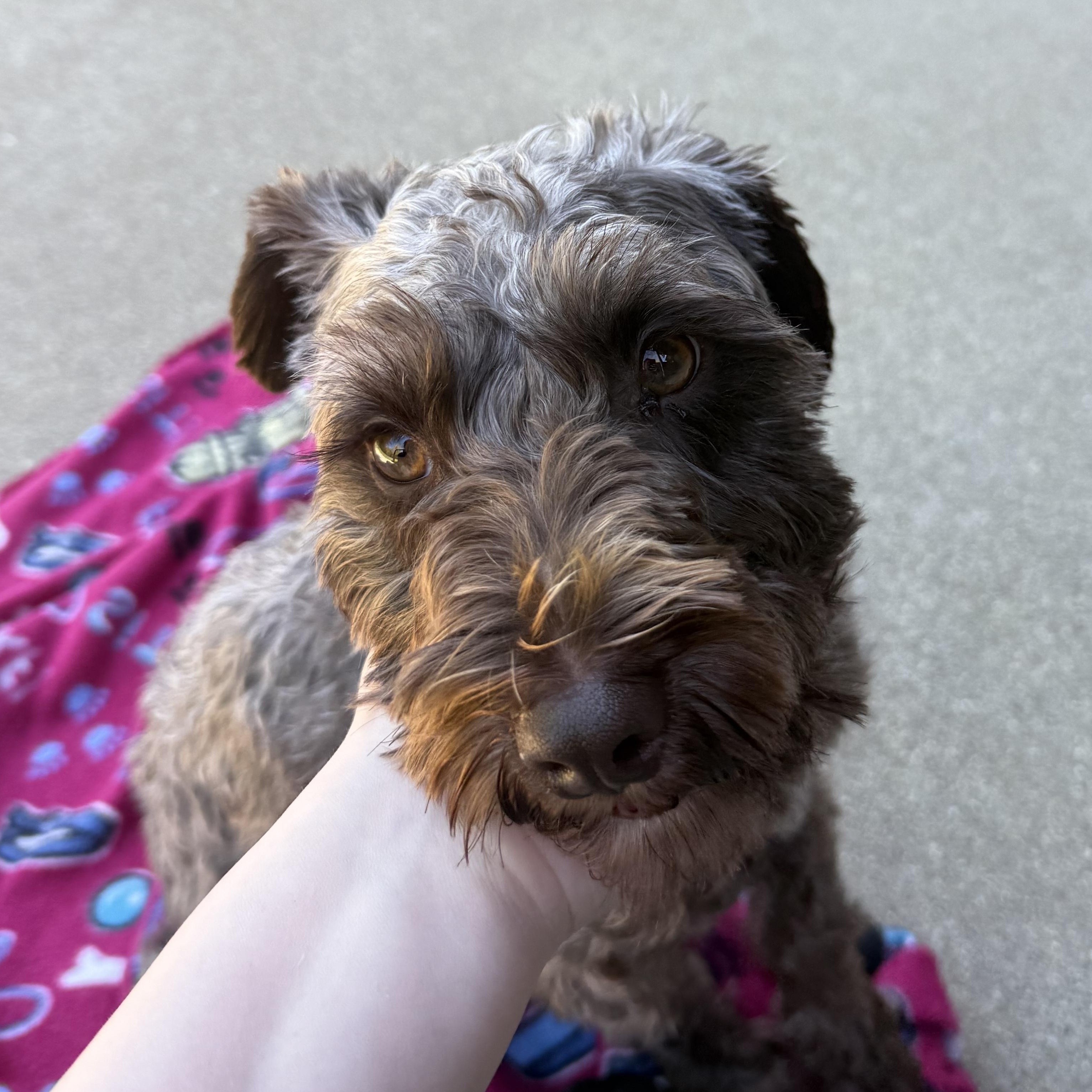 Brownie, a Adopted Miniature Schnauzer image 2/2