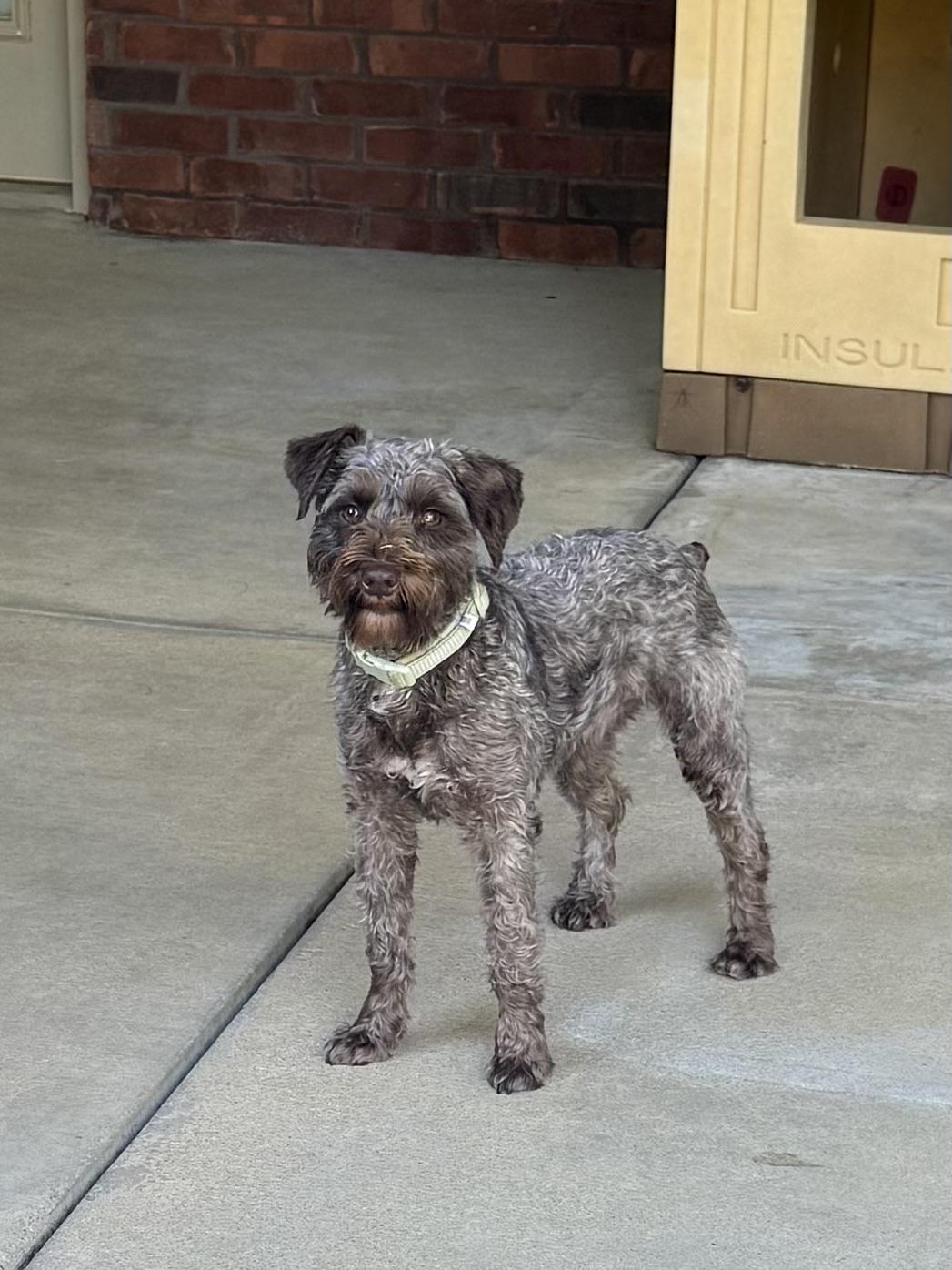 Brownie, a Adopted Miniature Schnauzer image 1/2