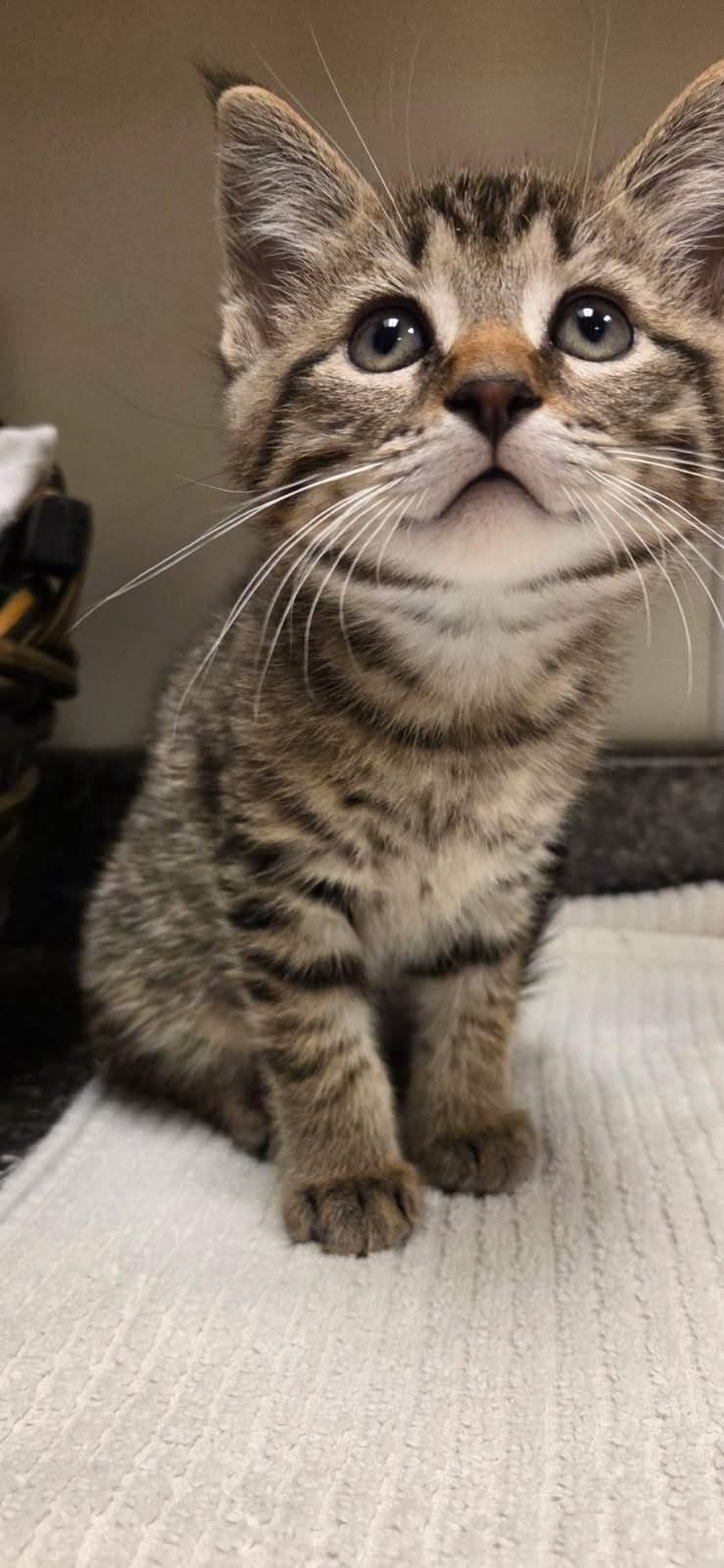 Old Spice, Baby Male unknown