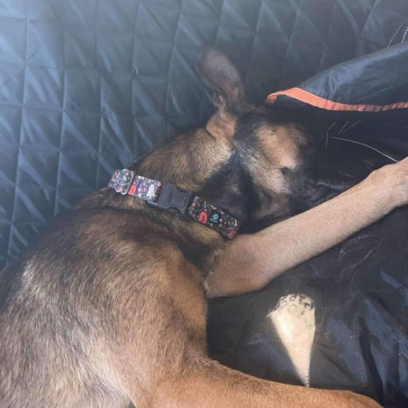 Oak, Adoptable, Adult Male Shepherd & Belgian Shepherd / Malinois.