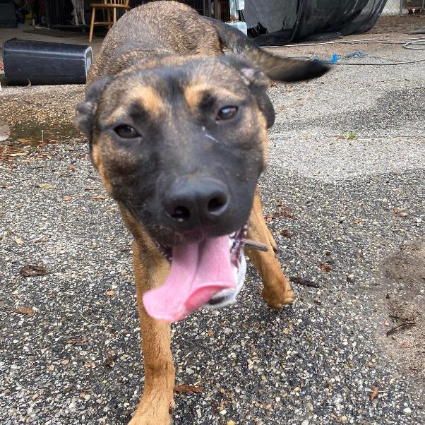 Oak, a Adoptable mixed breed in Kingman, AZ image 2/3