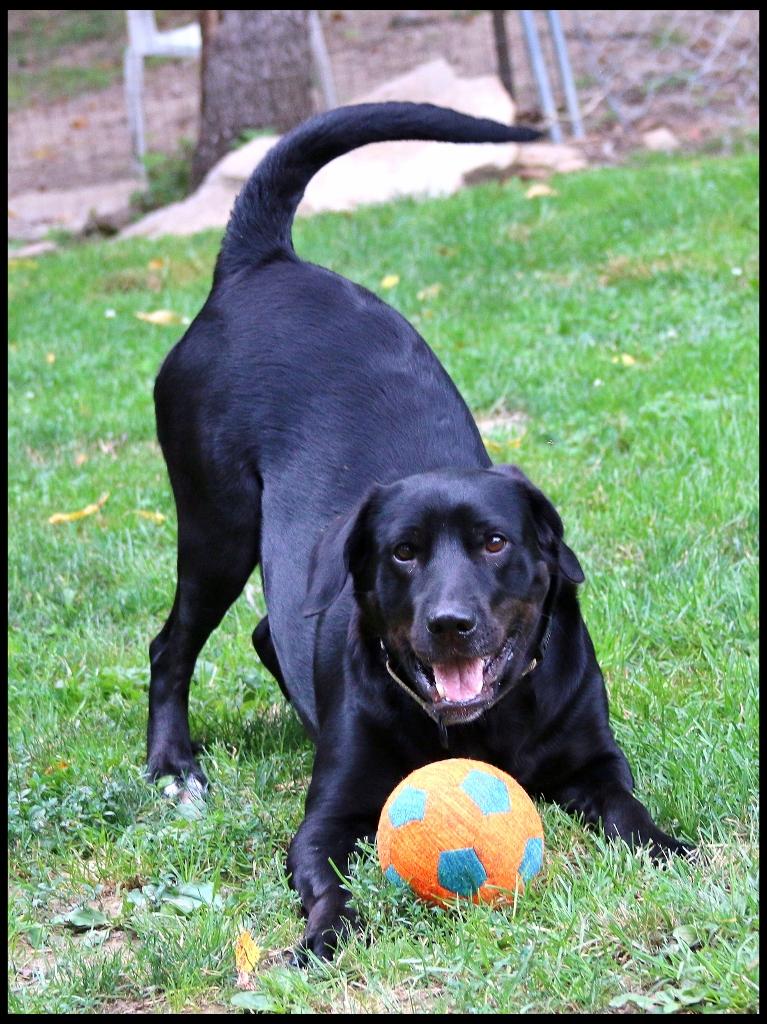 Beth, a ADOPTABLE mixed breed in Shippenville, PA image 3/6