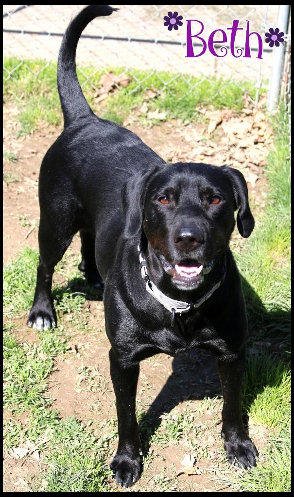 Enlarge Beth, a ADOPTABLE mixed breed in Shippenville, PA image 1/6