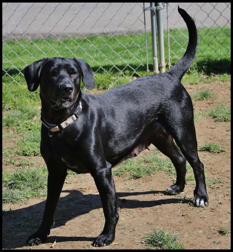 Enlarge Beth, a ADOPTABLE mixed breed in Shippenville, PA image 5/6