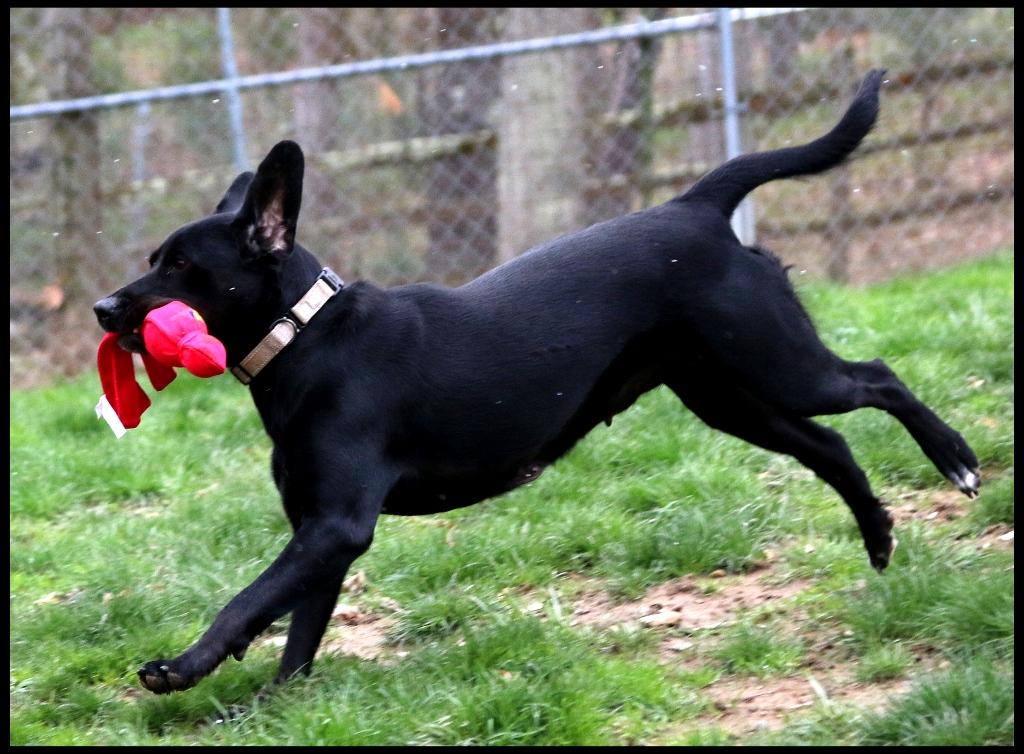Enlarge Beth, a ADOPTABLE mixed breed in Shippenville, PA image 3/6