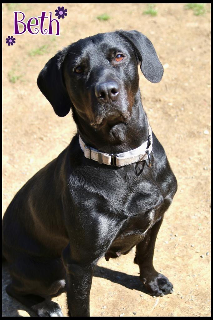 Enlarge Beth, a ADOPTABLE mixed breed in Shippenville, PA image 2/6