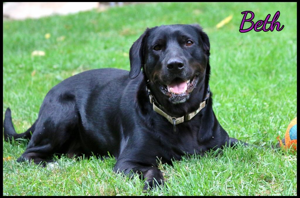Beth, ADOPTABLE, Adult Female Labrador Retriever.