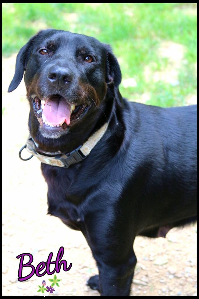 Beth, a ADOPTABLE mixed breed in Shippenville, PA image 2/6