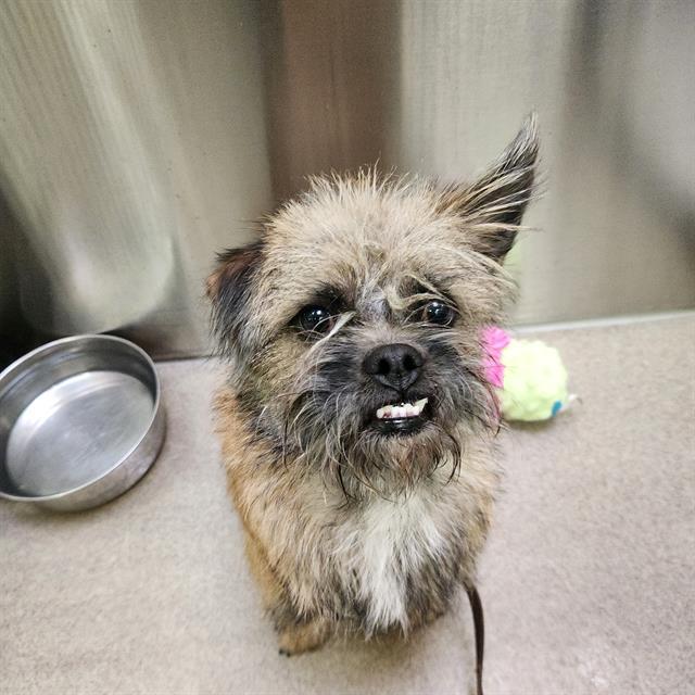 Enlarge COLD BREW, a Adoptable Cairn Terrier in Denver, CO image 1/1