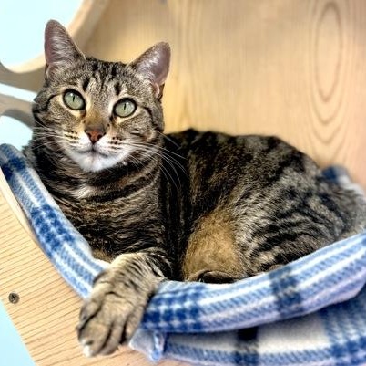 Enlarge CLARICE, a Adoptable mixed breed in Fernandina Beach, FL image 1/4