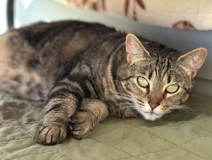 Enlarge CLARICE, a Adoptable mixed breed in Fernandina Beach, FL image 4/4