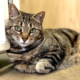 Enlarge CLARICE, a Adoptable mixed breed in Fernandina Beach, FL image 3/4