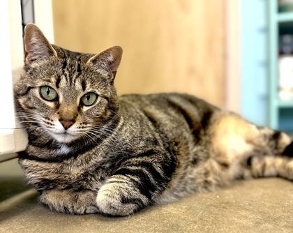 Enlarge CLARICE, a Adoptable mixed breed in Fernandina Beach, FL image 3/4