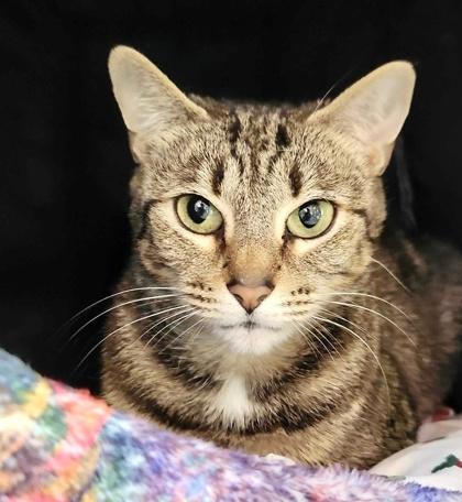 Enlarge CLARICE, a Adoptable mixed breed in Fernandina Beach, FL image 1/1