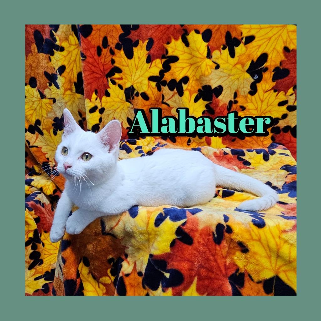 Alabaster, Adoptable, Young Male Domestic Short Hair.