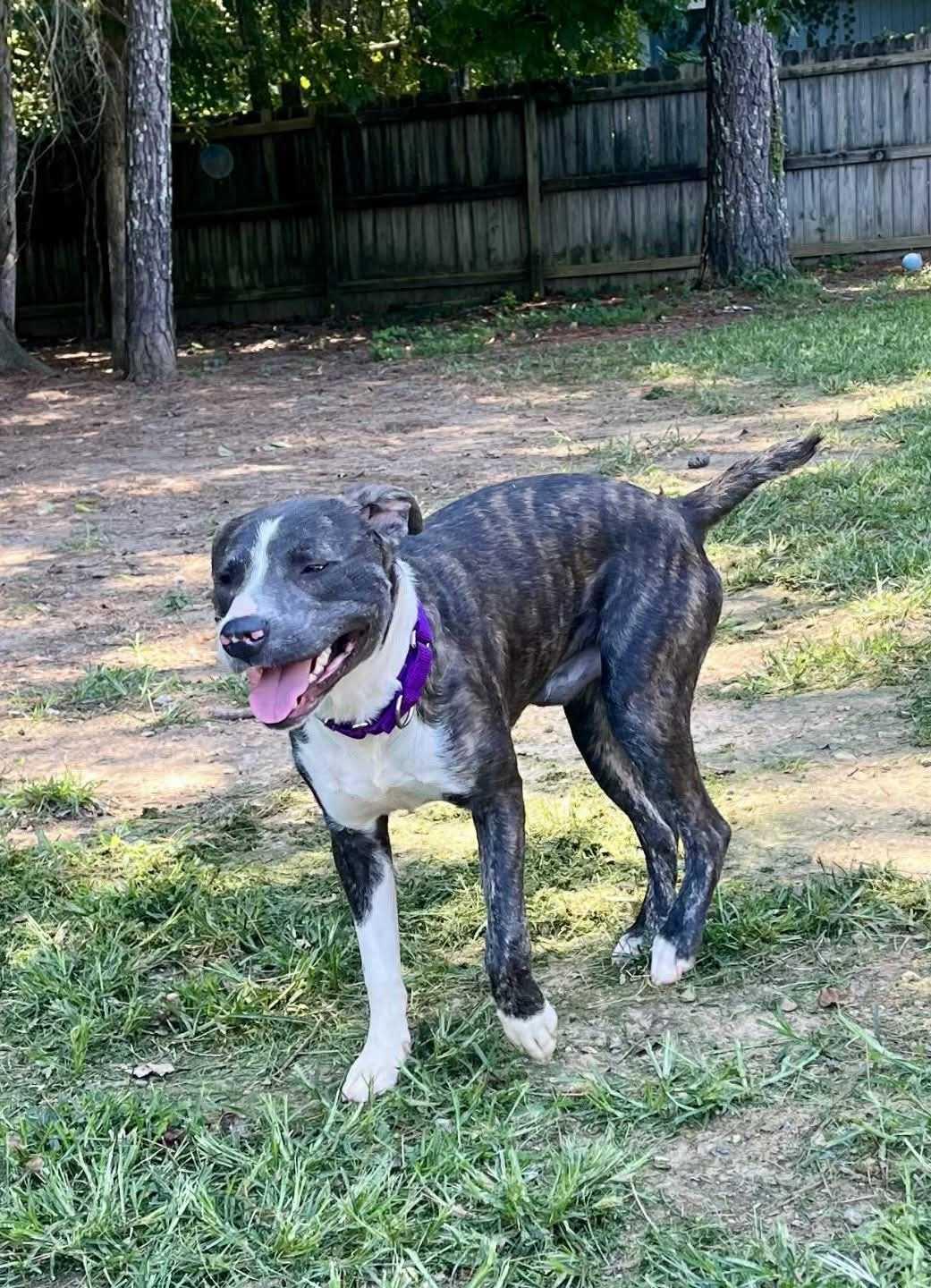 Enlarge Zander, a Adopted Mixed Breed in Fairfield, NJ image 2/6