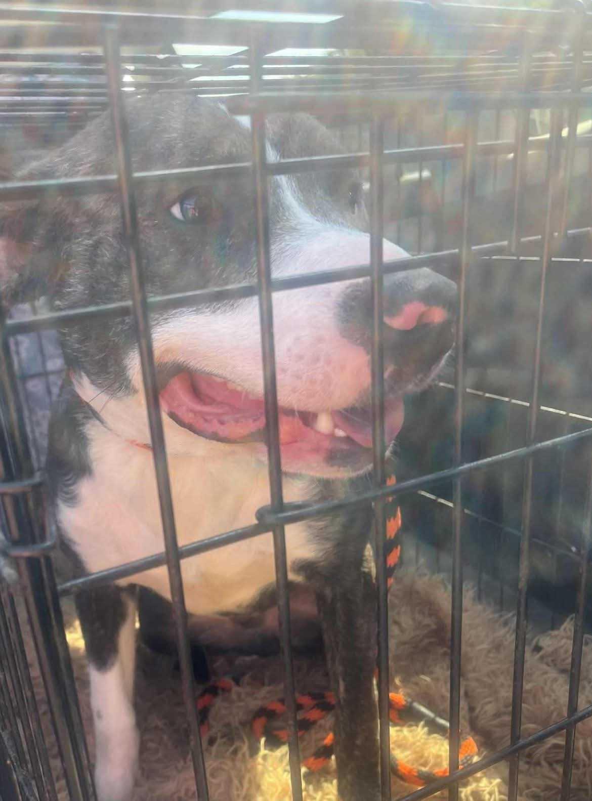 Enlarge Zander, a Adopted Mixed Breed in Fairfield, NJ image 3/6