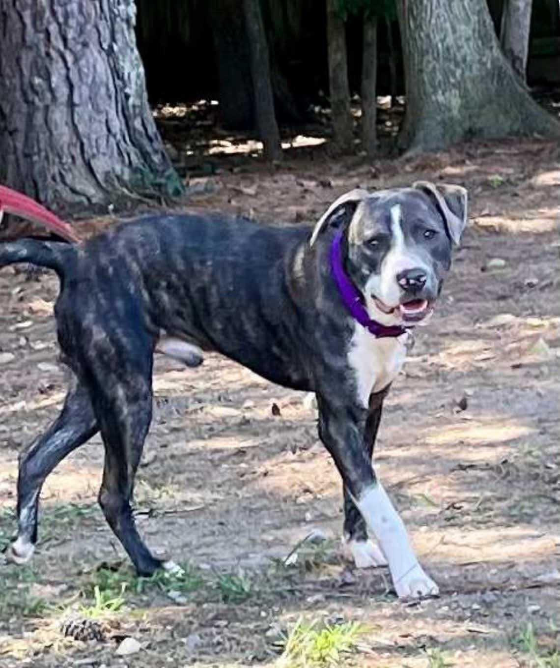 Enlarge Zander, a Adopted Mixed Breed in Fairfield, NJ image 5/6