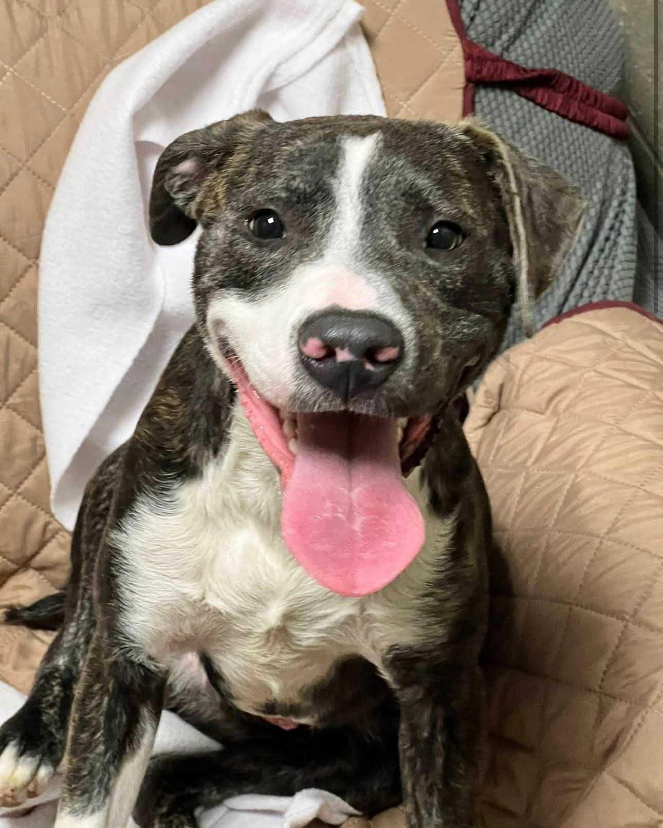 Enlarge Zander, a Adopted Mixed Breed in Fairfield, NJ image 1/6