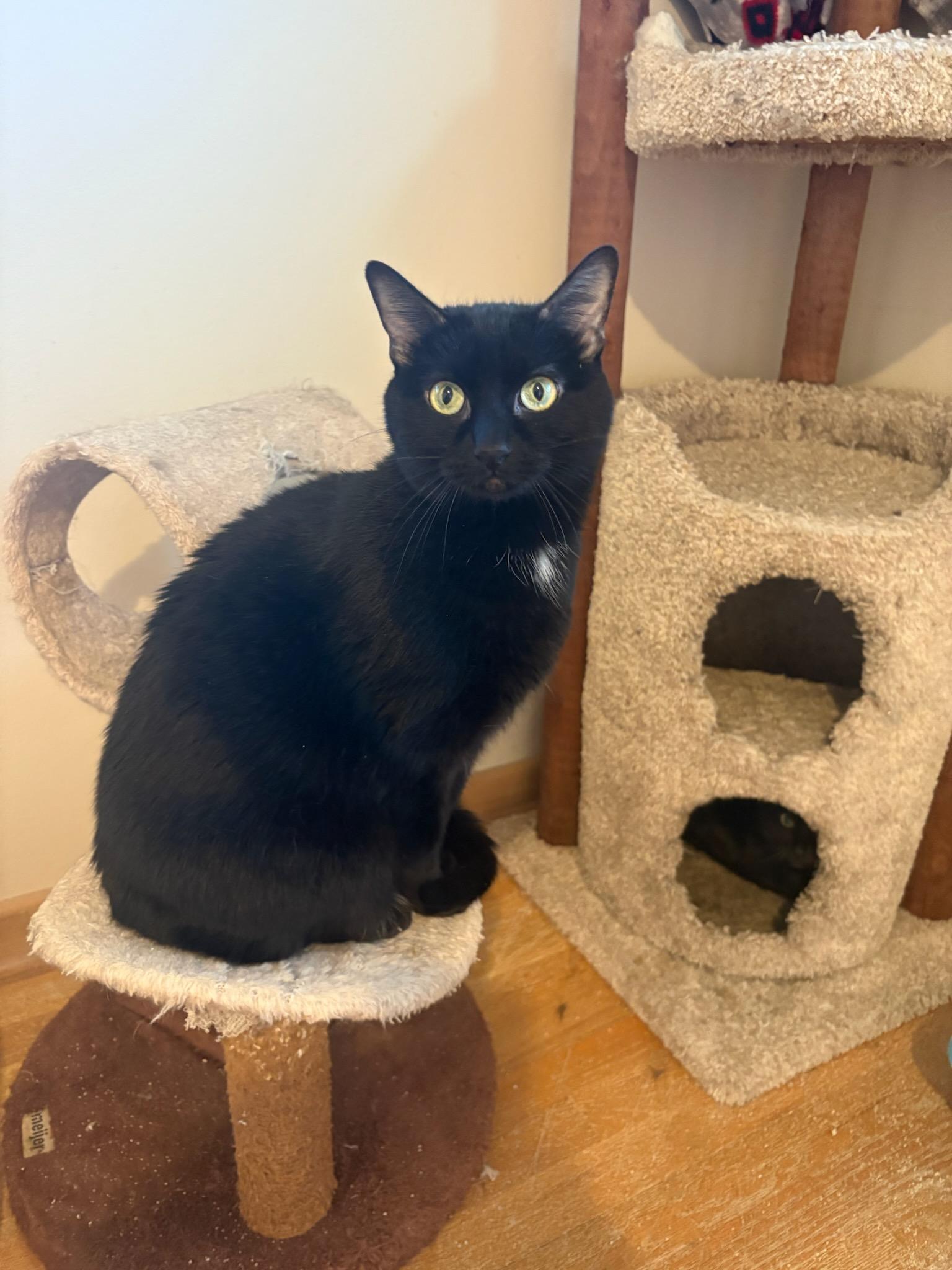 Enlarge Aubin, a ADOPTABLE Domestic Short Hair in Kenosha , WI image 1/2