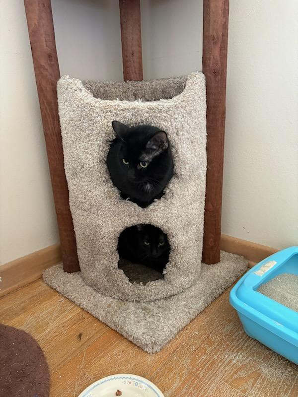 Enlarge Aubin, a ADOPTABLE Domestic Short Hair in Kenosha , WI image 2/2