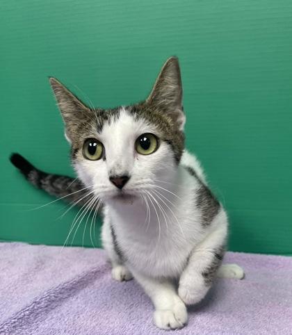 Lily, Adoptable, Adult Female Domestic Short Hair & Domestic Short Hair.