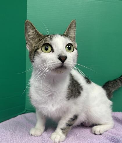 Lily, a Adoptable mixed breed in Houston, TX image 2/3