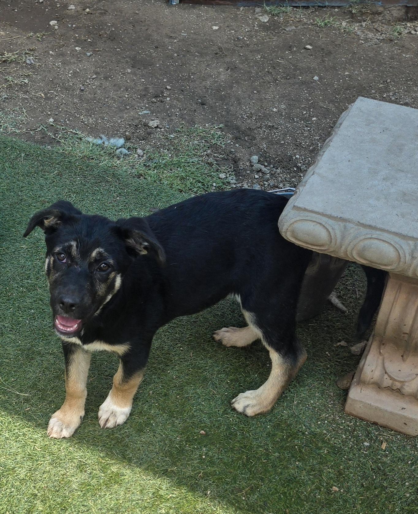 Enlarge Saylor, a Adoptable mixed breed in Nogales, AZ image 1/5