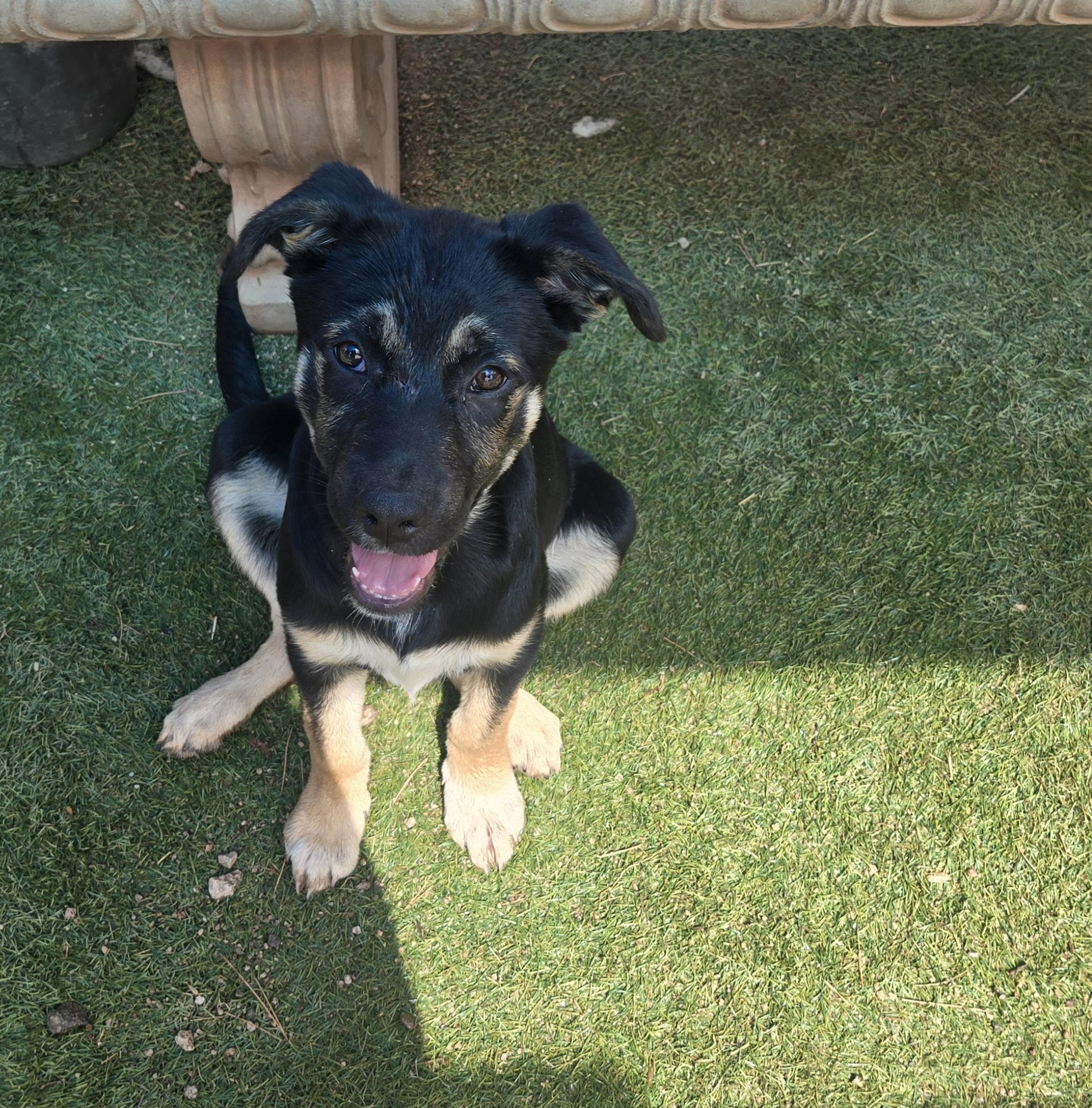 Enlarge Saylor, a Adoptable mixed breed in Nogales, AZ image 2/5