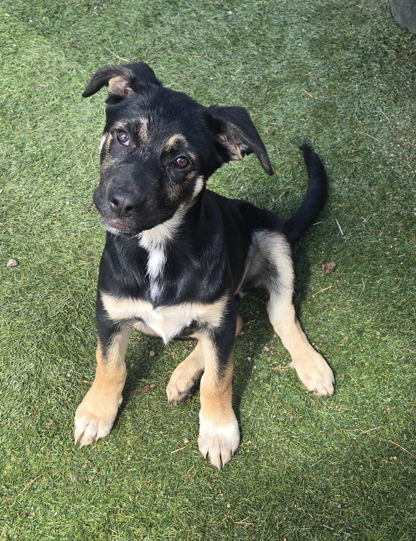 Enlarge Saylor, a Adoptable mixed breed in Nogales, AZ image 3/5