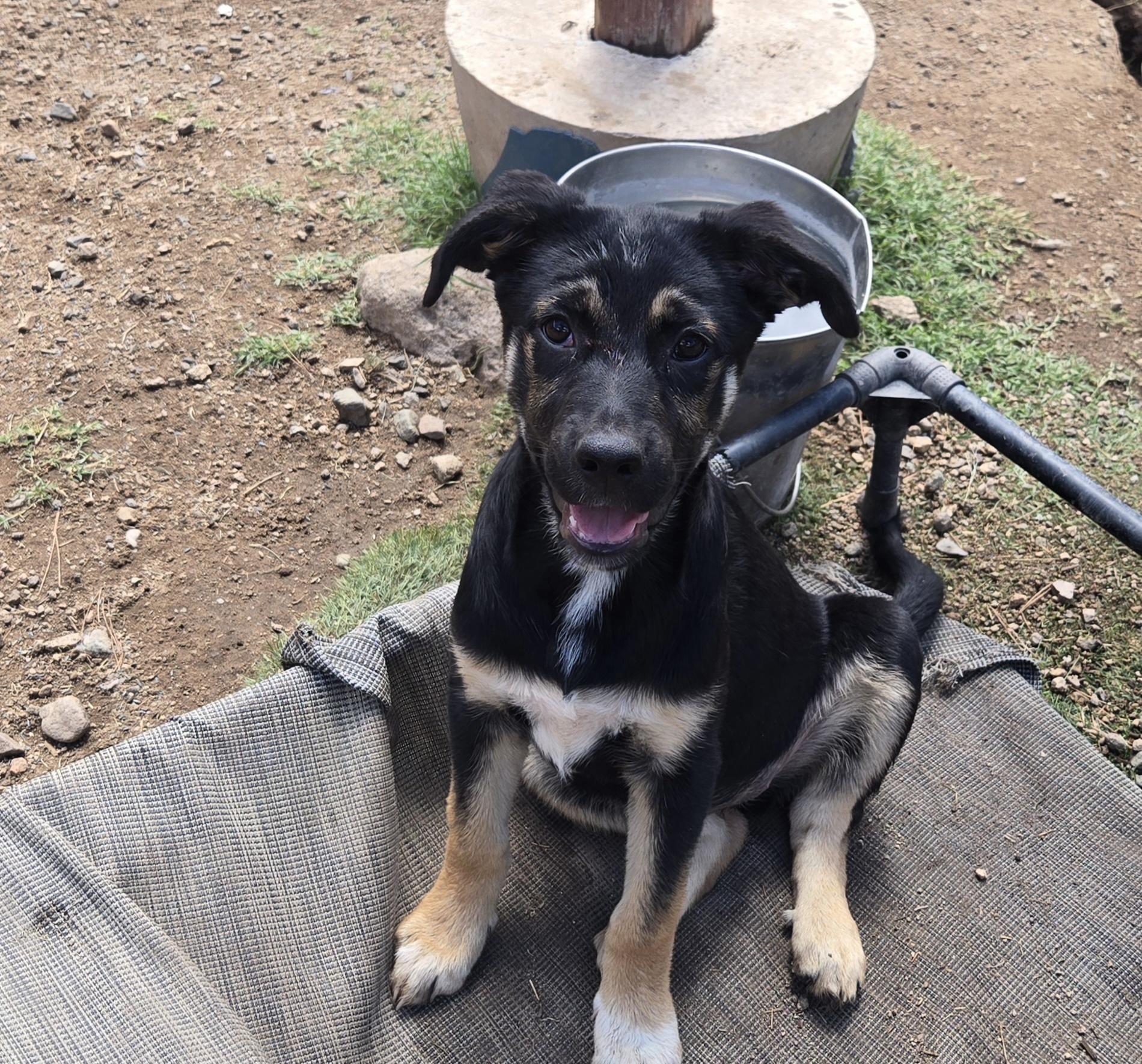 Enlarge Saylor, a Adoptable mixed breed in Nogales, AZ image 4/5