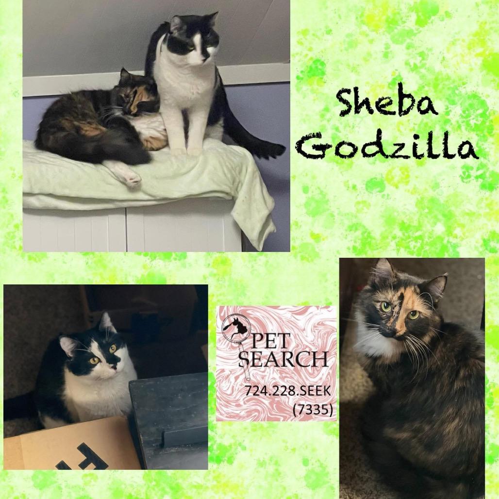 Godzilla, Adoptable, Adult Male Domestic Short Hair.