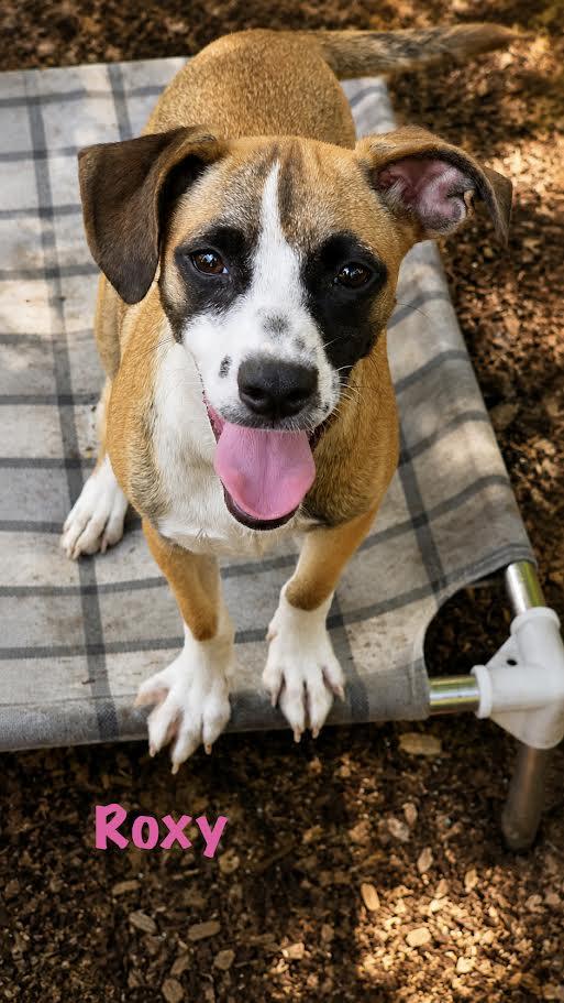 Roxy, a ADOPTABLE Mixed Breed in Rock Hill, NY image 1/2