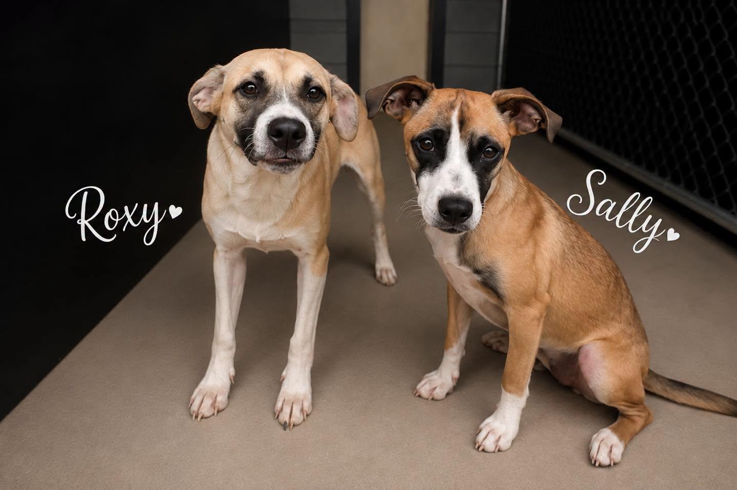 Roxy, a ADOPTABLE Mixed Breed in Rock Hill, NY image 2/2
