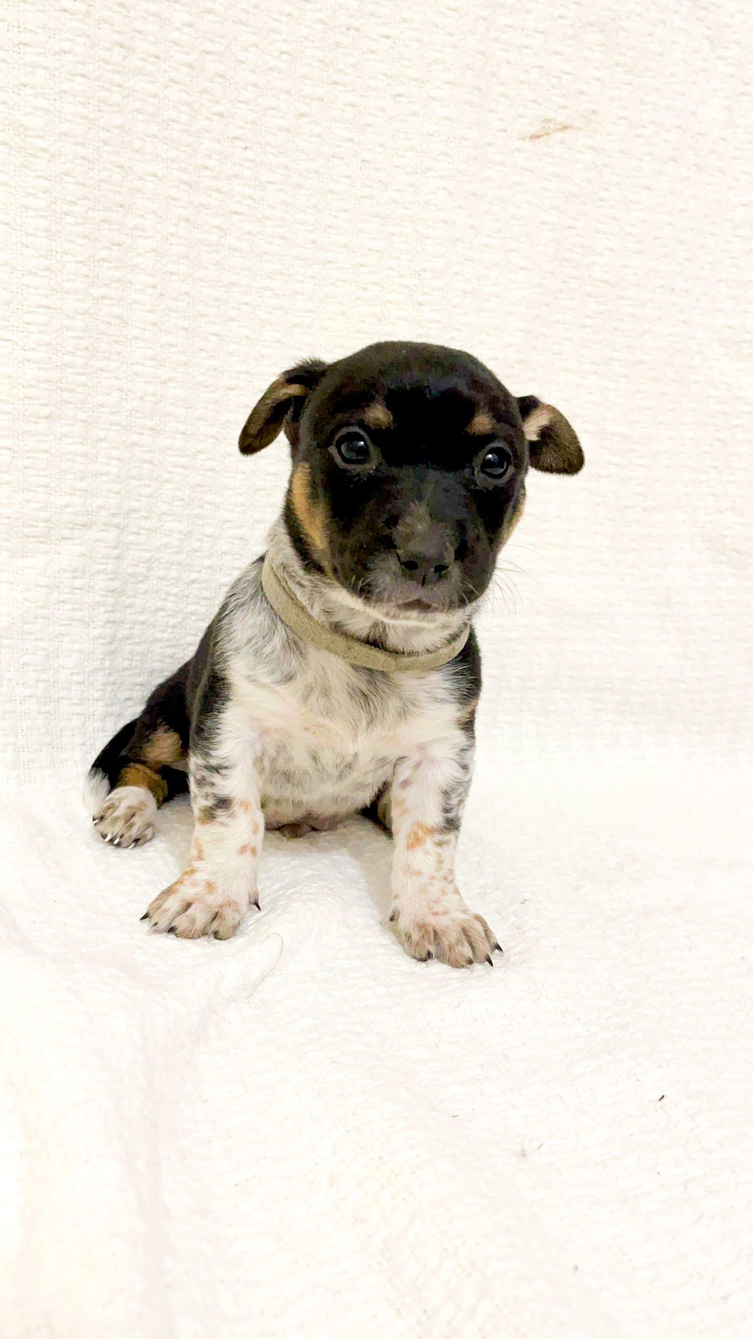 Enlarge Koa, a Adopted mixed breed in Huntington Beach, CA image 1/1