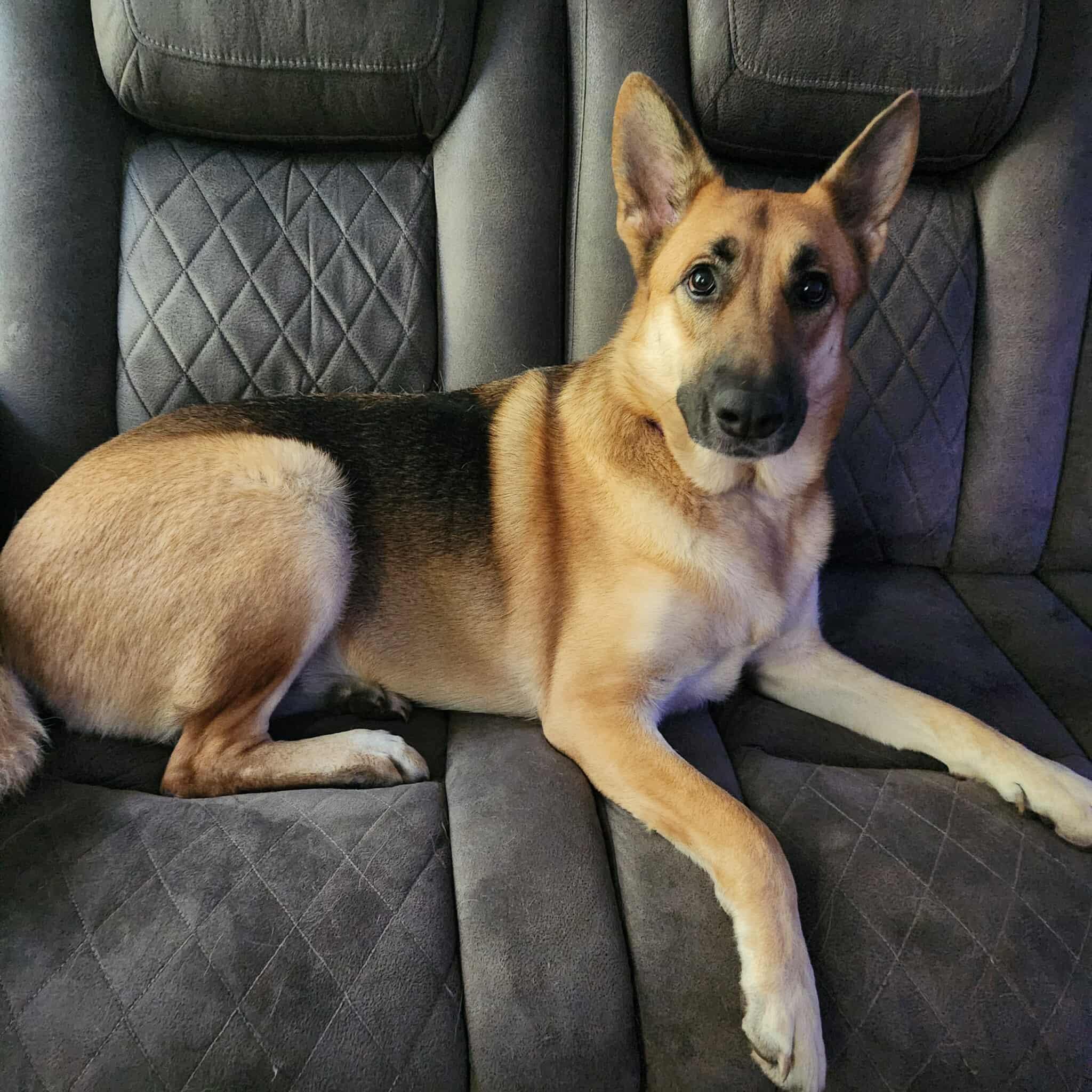 Stella, a Adoptable German Shepherd Dog in Bloomingdale, GA image 1/4