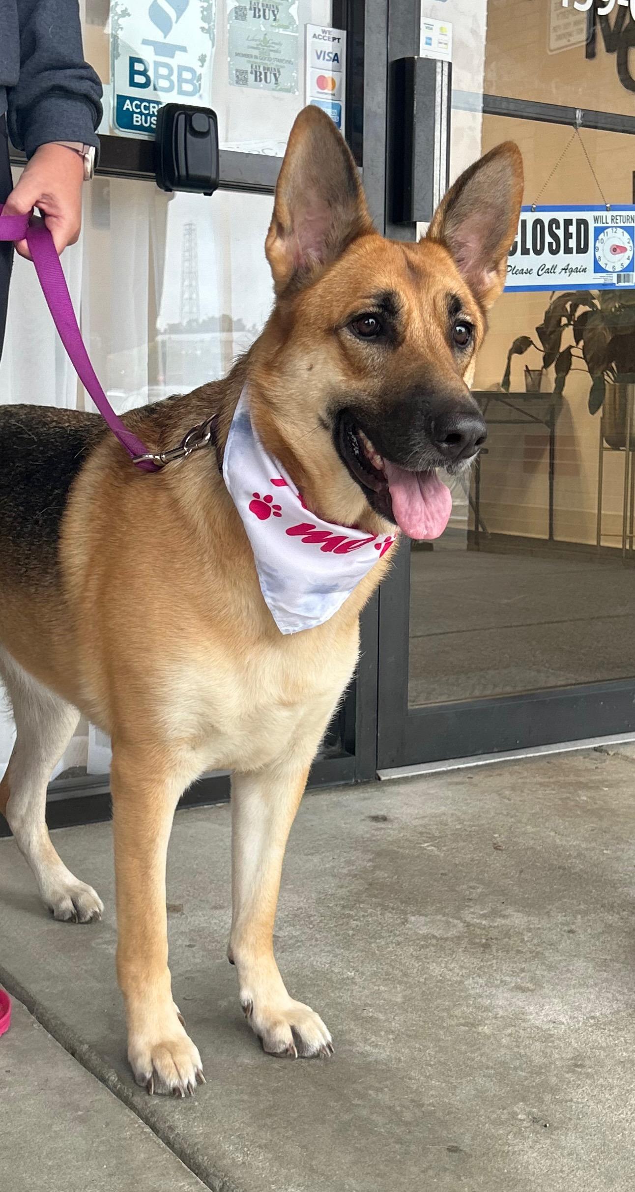 Stella, a Adoptable German Shepherd Dog in Bloomingdale, GA image 2/4