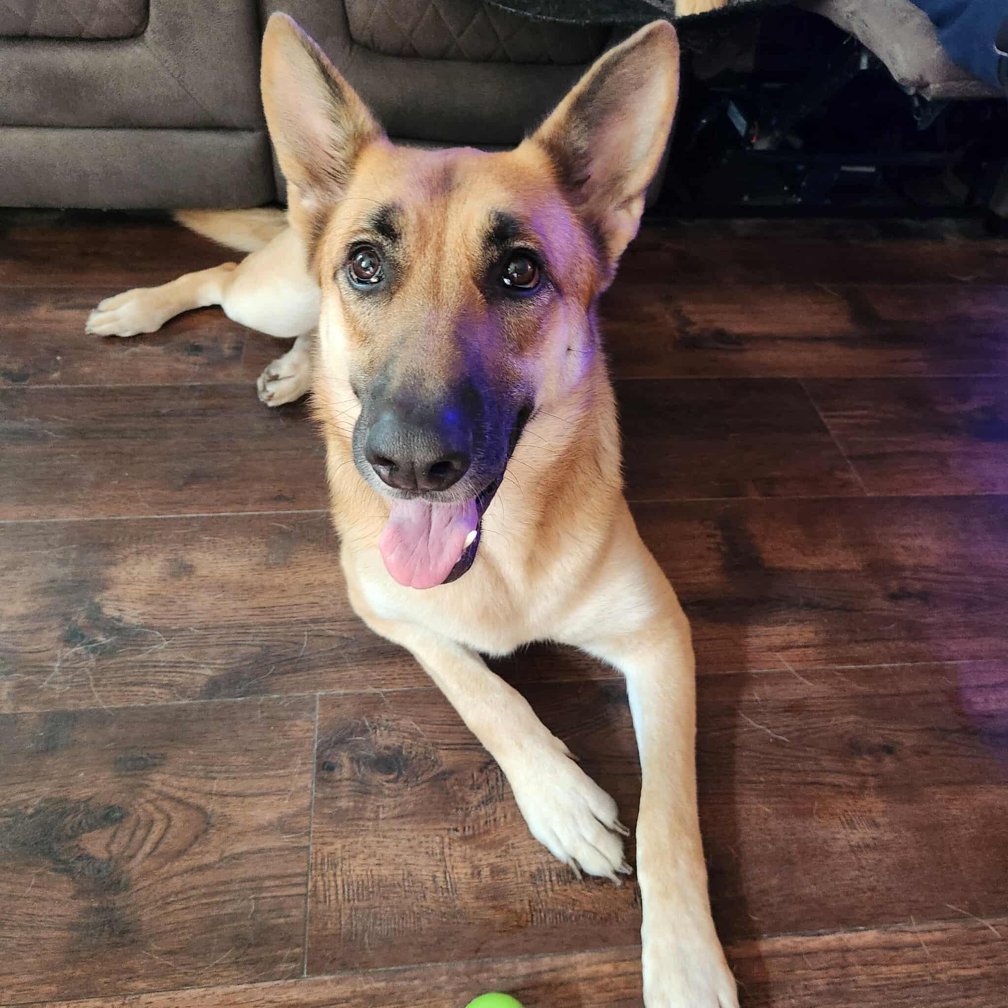 Stella, a Adoptable German Shepherd Dog in Bloomingdale, GA image 3/4