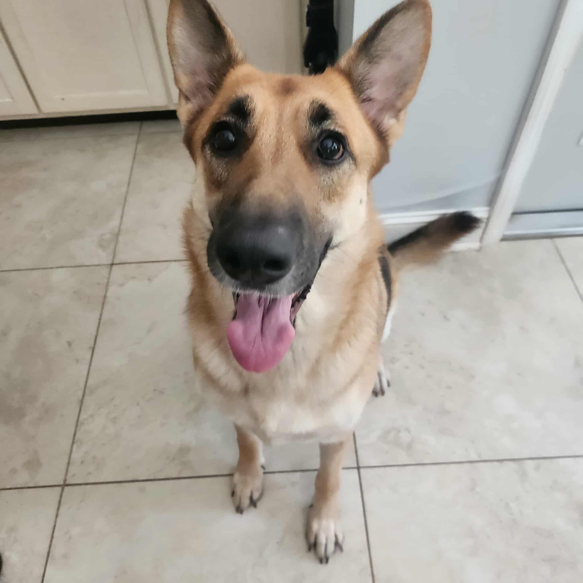 Stella, a Adoptable German Shepherd Dog in Bloomingdale, GA image 4/4