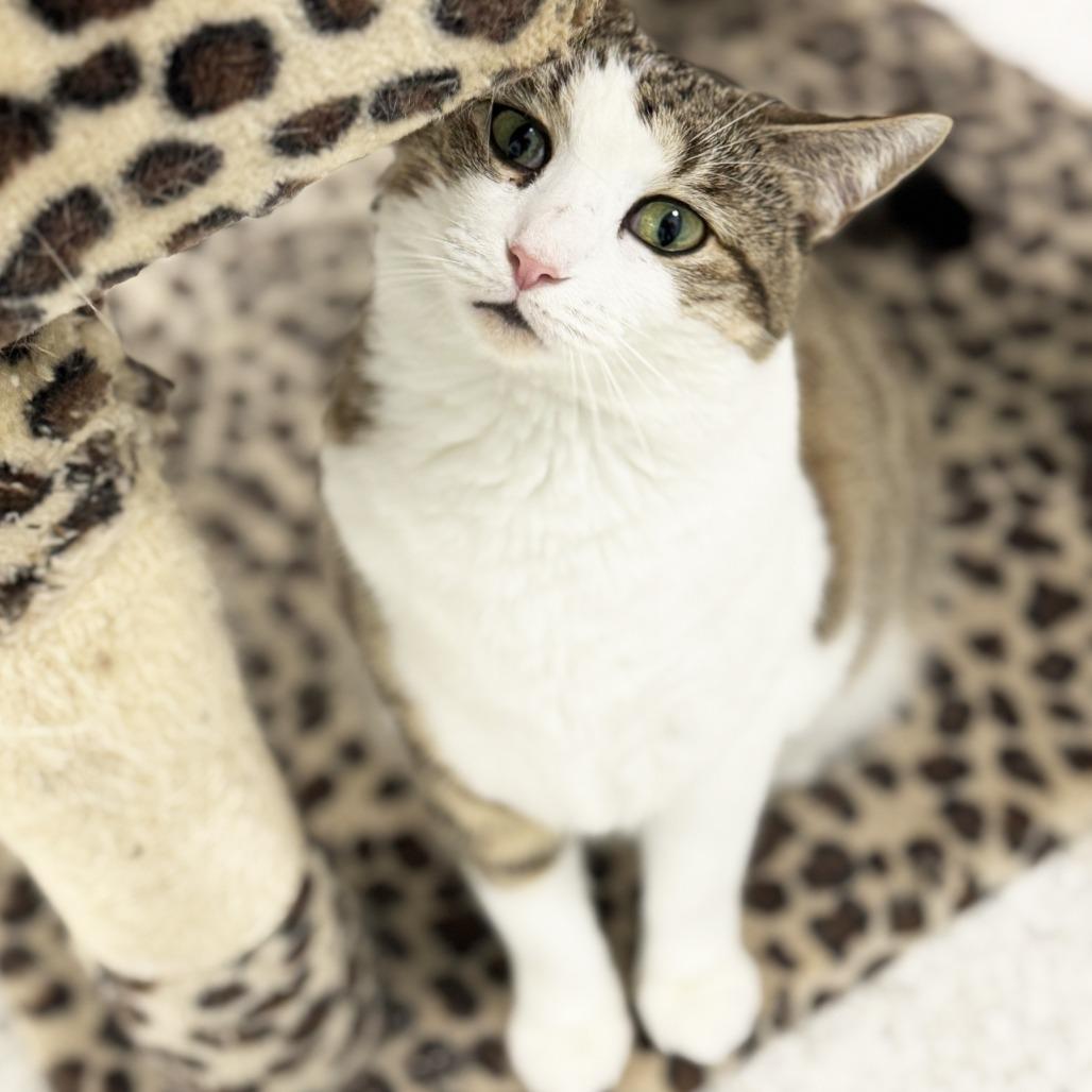 Mama Storm, Adoptable, Adult Female Domestic Short Hair.