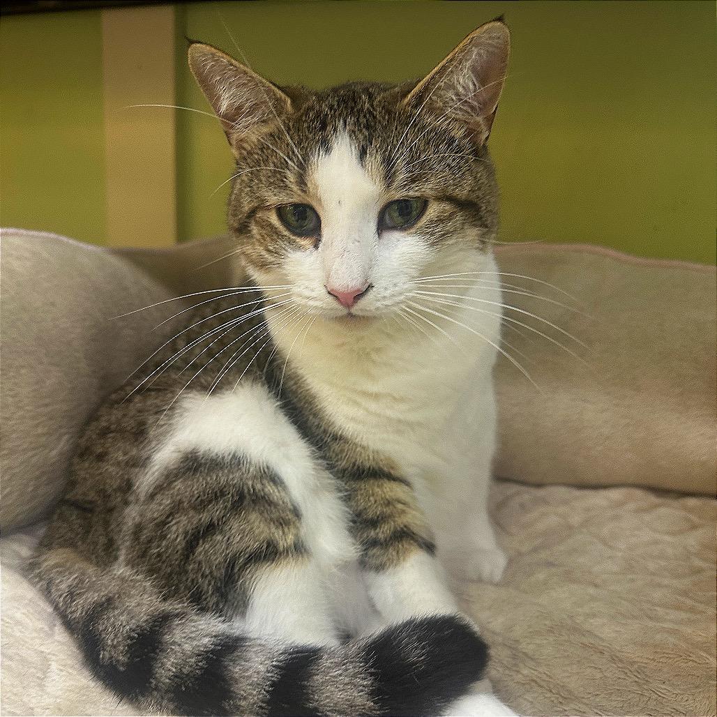 Mama Storm, a Adoptable Domestic Short Hair in Mount Juliet, TN image 2/2