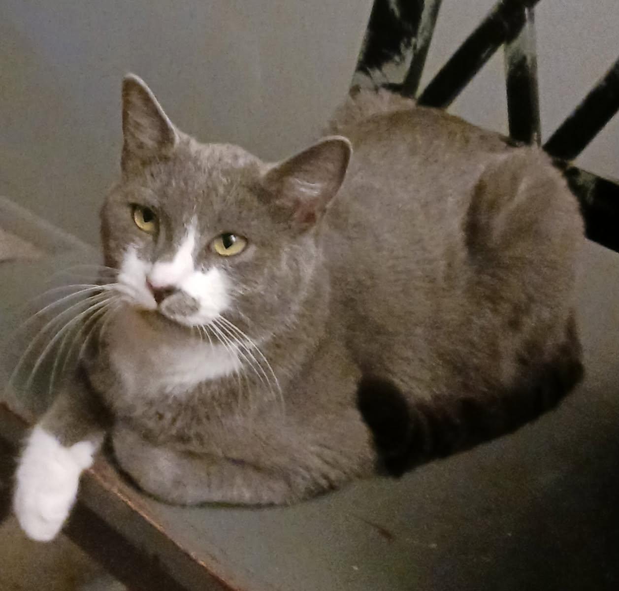 Lucky, Adoptable, Adult Male Domestic Short Hair.