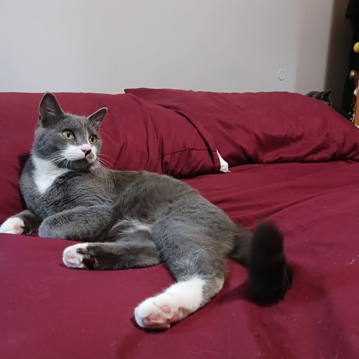 Enlarge Lucky, a Adoptable mixed breed in St Paul, MN image 2/3