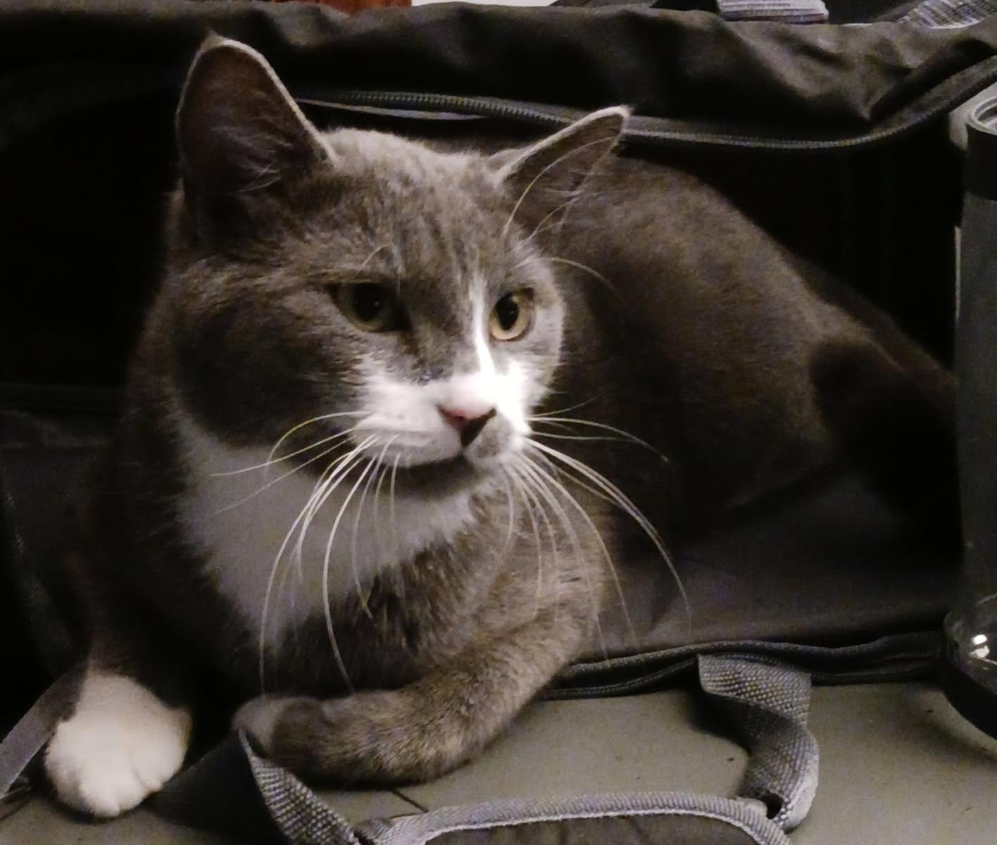 Enlarge Lucky, a Adoptable mixed breed in St Paul, MN image 3/3