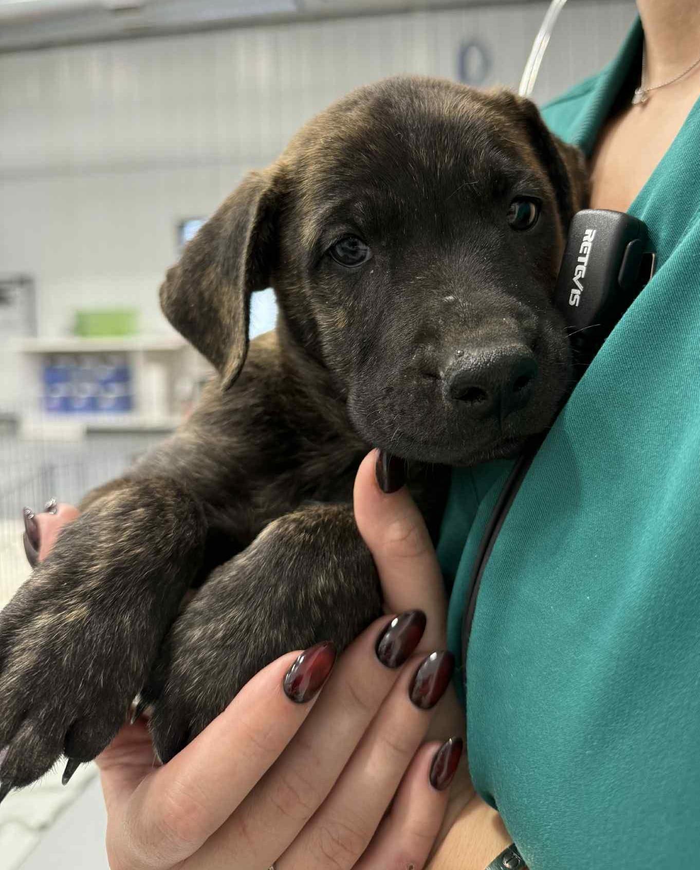 Raisin - In Foster