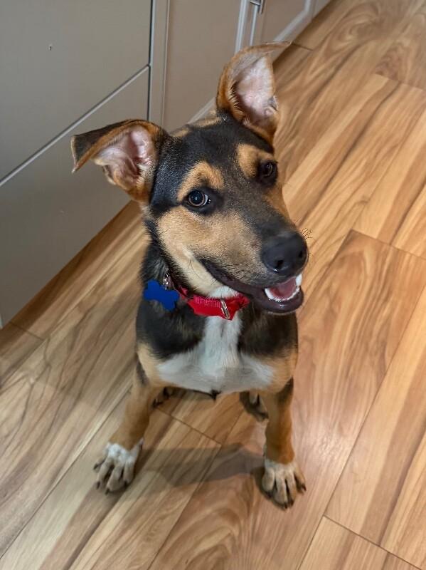 Kellet, Adoptable, Young Male Shepherd & Hound.